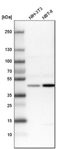 Anti-BZW2 Antibody