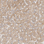 Anti-DNAJC7 Antibody