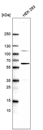 Anti-DNAJC7 Antibody