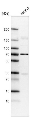 Anti-LMNB1 Antibody