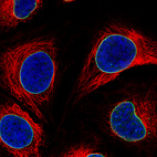 Anti-LMNB1 Antibody