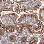 Immunohistochemical staining of human small intestine shows strong cytoplasmic positivity in goblet cells.