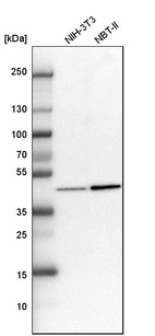 Anti-HAT1 Antibody