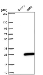 Anti-B9D2 Antibody