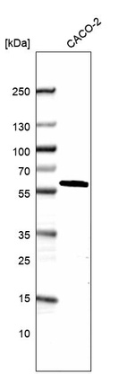 Anti-DDX19A Antibody