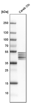 Anti-GFAP Antibody