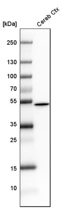 Anti-GFAP Antibody