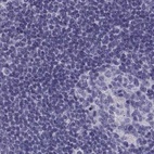 Immunohistochemical staining of human lymph node using Anti-MAGEB2 antibody HPA074544.