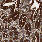 Anti-LRP4 Antibody