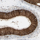 Anti-FAM213A Antibody