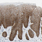 Anti-FAM213A Antibody