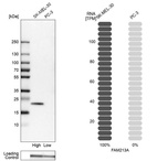 Anti-FAM213A Antibody