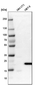 Anti-FAM213A Antibody