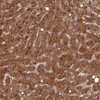 Anti-PCBP2 Antibody