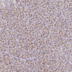 Immunohistochemical staining of human pancreas shows strong positivity in cytoplasm granular in exocrine glandular cells.