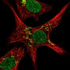 Immunofluorescent staining of human cell line A549 shows localization to nucleus & the Golgi apparatus.