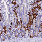 Anti-FKBP11 Antibody