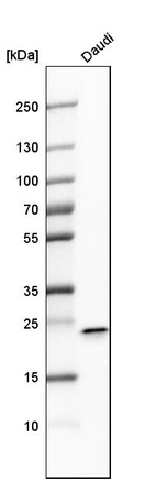 Anti-FKBP11 Antibody