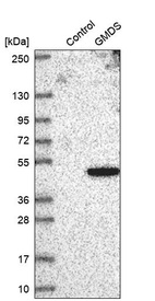 Anti-GMDS Antibody