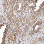 Anti-WDR26 Antibody