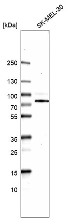 Anti-WDR26 Antibody