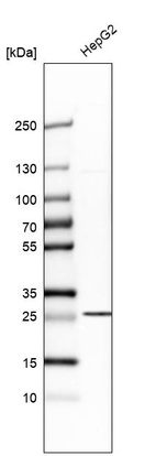 Anti-SLC25A10 Antibody