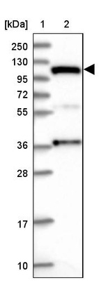 Anti-INTS4 Antibody