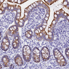 Anti-ISCA1 Antibody