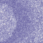 Anti-ISCA1 Antibody