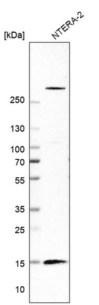 Anti-ISCA1 Antibody