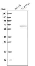 Anti-SAXO1 Antibody