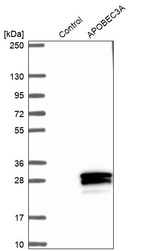 Anti-APOBEC3A Antibody