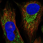 Anti-IARS2 Antibody