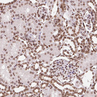 Anti-LMNB2 Antibody