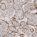 Anti-TFE3 Antibody