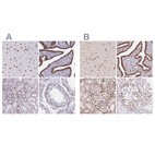 Anti-LMNB2 Antibody