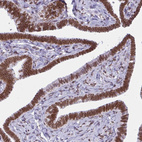 Anti-LMNB2 Antibody