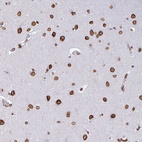 Anti-LMNB2 Antibody