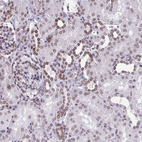 Anti-LMNB2 Antibody