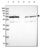 Anti-LMNB2 Antibody