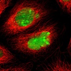 Immunofluorescent staining of human cell line A-431 shows localization to nucleus & nucleoli.