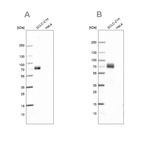 Anti-MAP2 Antibody