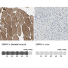 Anti-DMPK Antibody