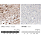 Anti-MFGE8 Antibody