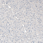 Anti-MFGE8 Antibody