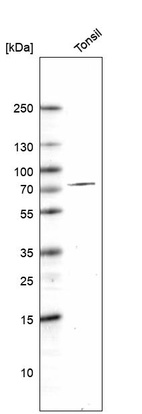 Anti-DTL Antibody