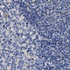 Anti-HSD17B1 Antibody