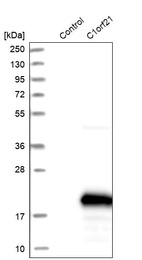 Anti-C1orf21 Antibody