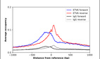 Anti-ETV6 Antibody