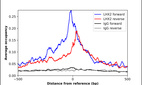 Anti-LHX2 Antibody